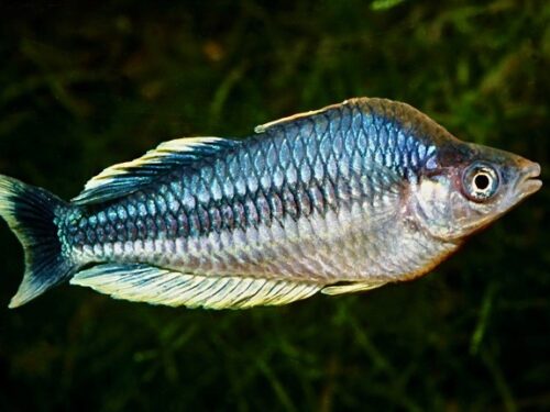 Mark’s Pygmy Rainbowfish