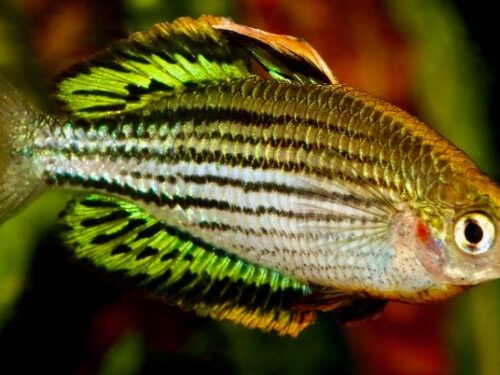 Skull Creek Rainbowfish