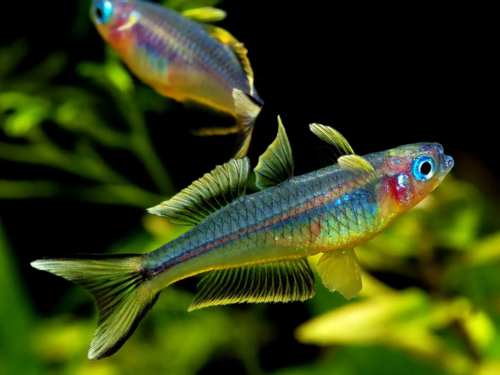 HK’s Forktail Blue-Eye