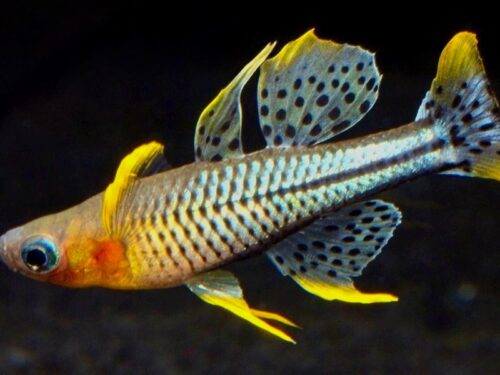 Marcel’s Aru Spotted Blue-Eye