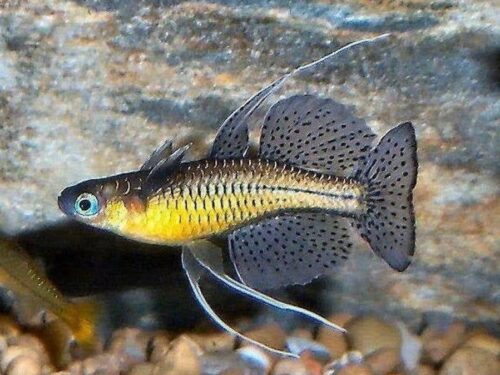 Mark’s Gold Spotted Blue-Eye