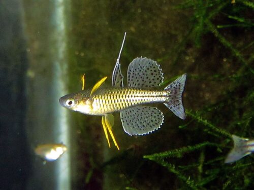 Mark’s Gold Spotted Blue-Eye