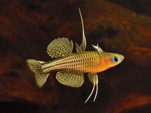 Starcke River Blue-Eye