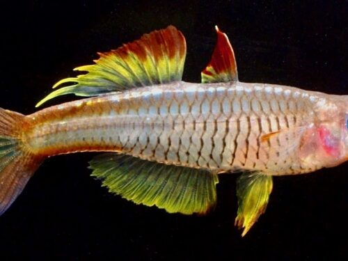 Bleher’s Phoenix Blue-Eye