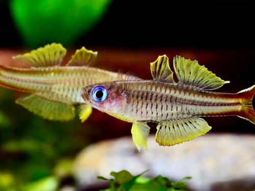 Ivantsoff’s Phoenix Blue-Eye