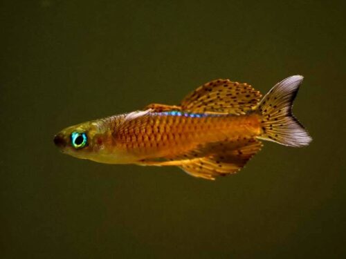Timika Red-Neon Blue-Eye