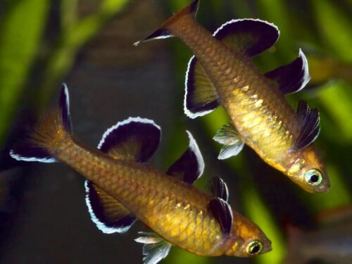 Kangaroo Creek Honey Blue-Eye