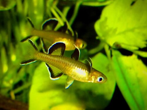 Snapper Creek Honey Blue-Eye
