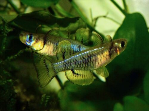 Mark’s Timika Swamp Blue-Eye
