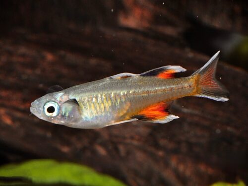 Red Pacific Blue-Eye