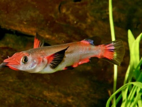 Maros Harlequin Halfbeak *SEXED PAIR*