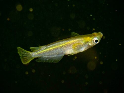 Mermaid Ricefish