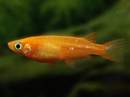 Red Stardust Ricefish