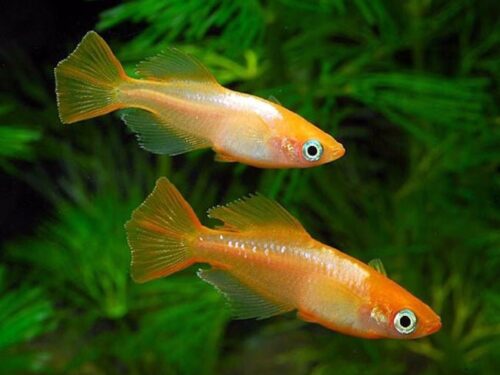 Totenko Ricefish