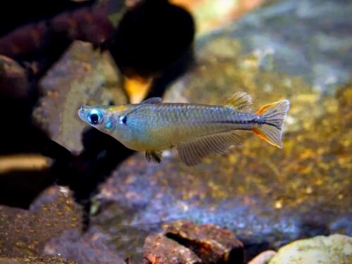 Peacock-Spot Ricefish-Minimum order of 3