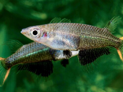 Black Lotus Ricefish