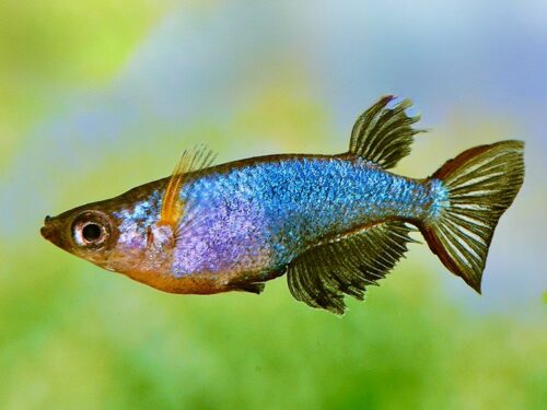 Daisy’s Blue Ricefish