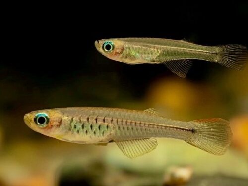 Cameroon Pygmy Lampeye