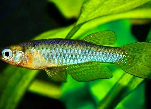 Kasenga Dwarf Lampeye