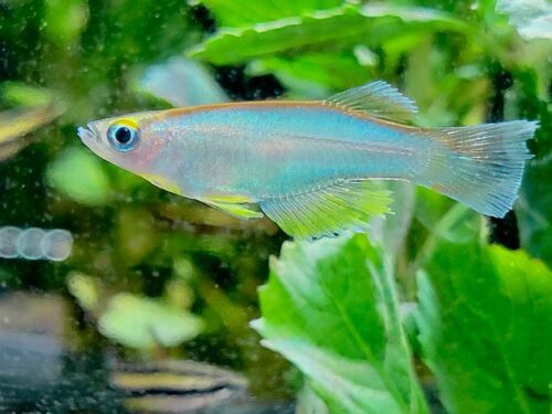 Bidou Moonstone Lampeye