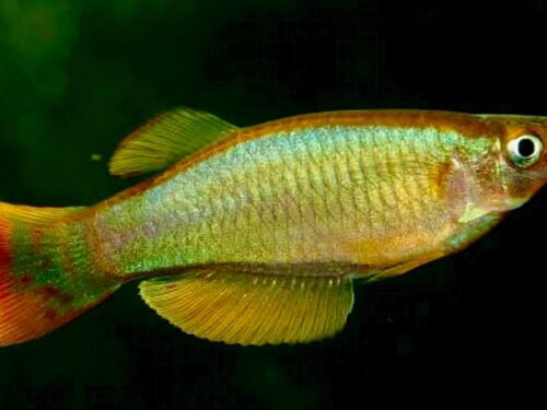 Golden Yabassi Lampeye