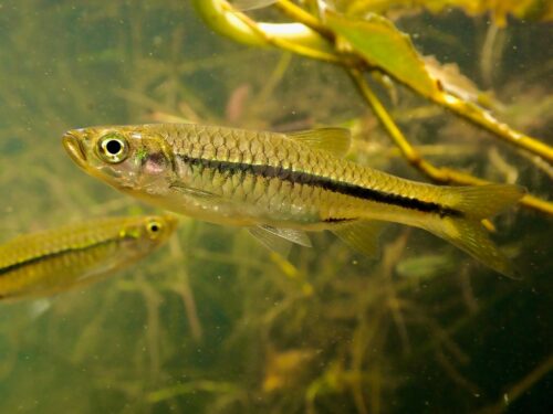 Neon-Stripe Rasbora