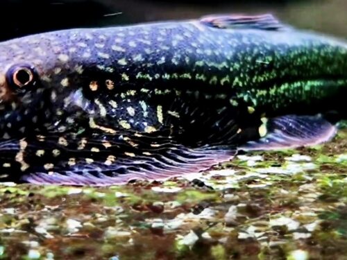 Blue Sparkle Borneo Sucker