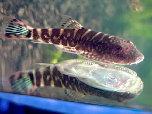 Blue-Tail Borneo Sucker