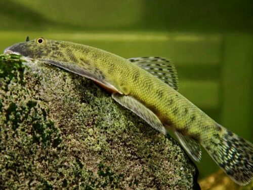Lime Borneo Sucker