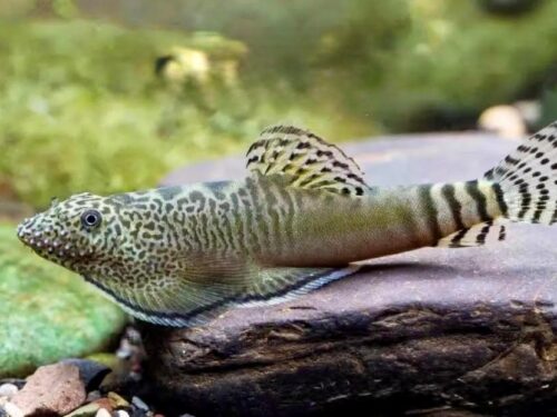 Liuzhou King’s Hillstream Loach