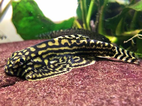 Reticulated Butterfly Hillstream Loach