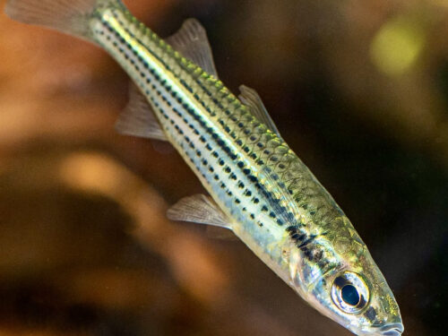 Kubuna Hardyhead