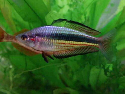 Kangaroo Creek Crimson-Spotted Rainbowfish
