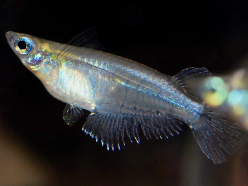 HSK’s Indian Blue Ricefish