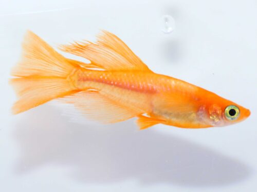 Halfmoon Sunrise Ricefish