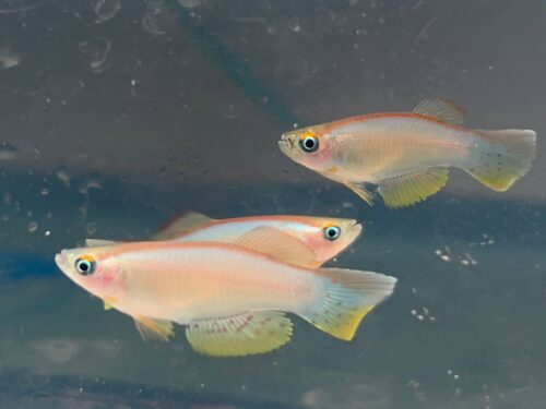Ndokak Large-Finned Lampeye