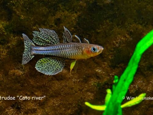 Cato River Spotted Blue-Eye