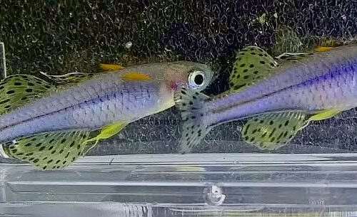 Giddy River Spotted Blue-Eye