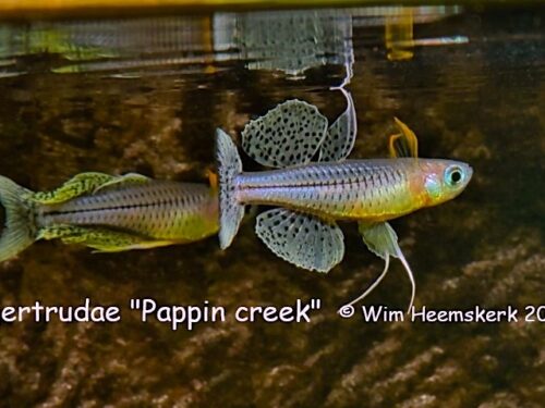 Pappin Creek Spotted Blue-Eye