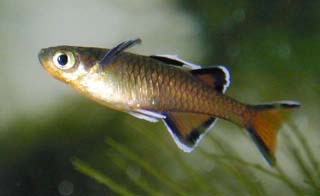 Mark’s Honey Blue-Eye