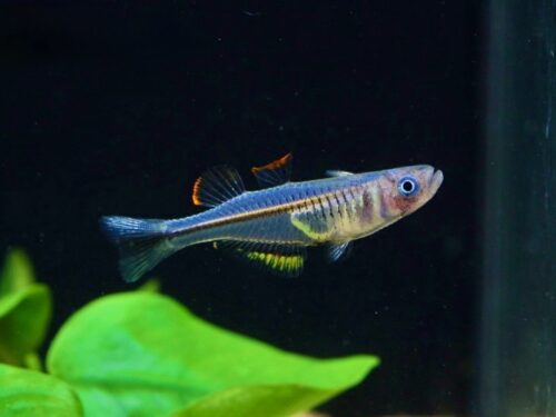 Mimika River Transparent Blue-Eye