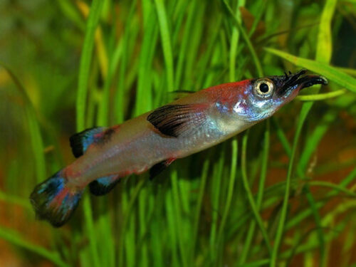 Liem’s Black-Finned Harlequin Halfbeak