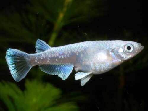 Miyuki Platinum Ricefish