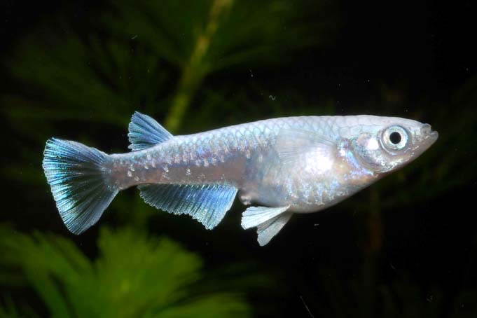 Miyuki Platinum Ricefish - Image 2
