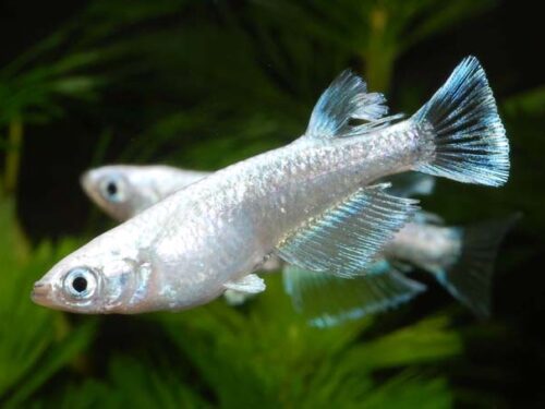 Miyuki Platinum Ricefish