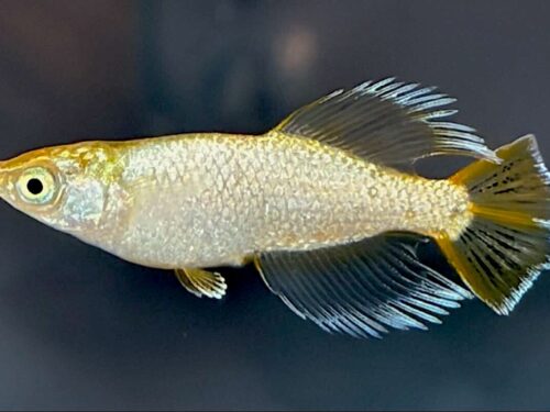 Tsumugi Ricefish