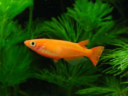 Youkihi Ricefish