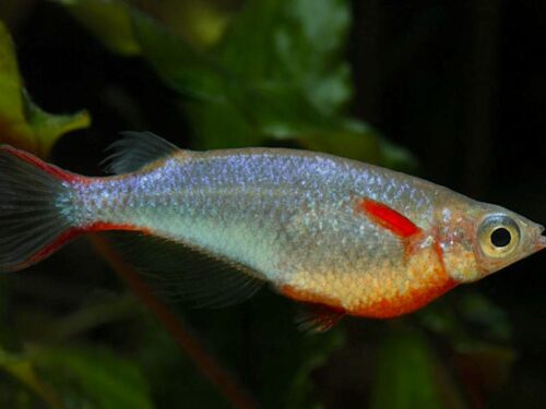 HSK’s Daisy’s Blue Ricefish